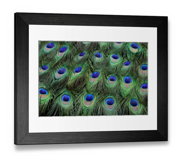 Framed Print : Eye-spots on Male Peacock tail feathers fanned out in colorful designed pattern