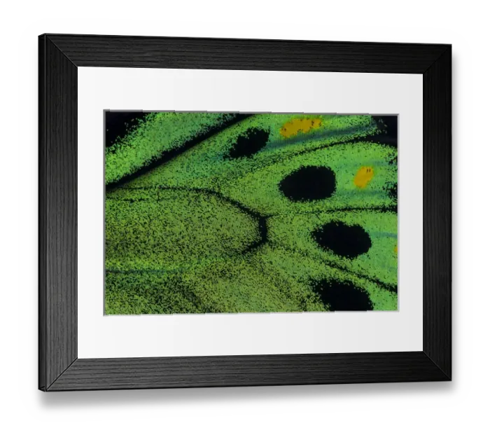 Framed Print : Close-up detail Wing Pattern of Tropical Butterfly