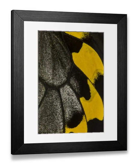 Framed Print : Close-up detail Wing Pattern of Tropical Butterfly
