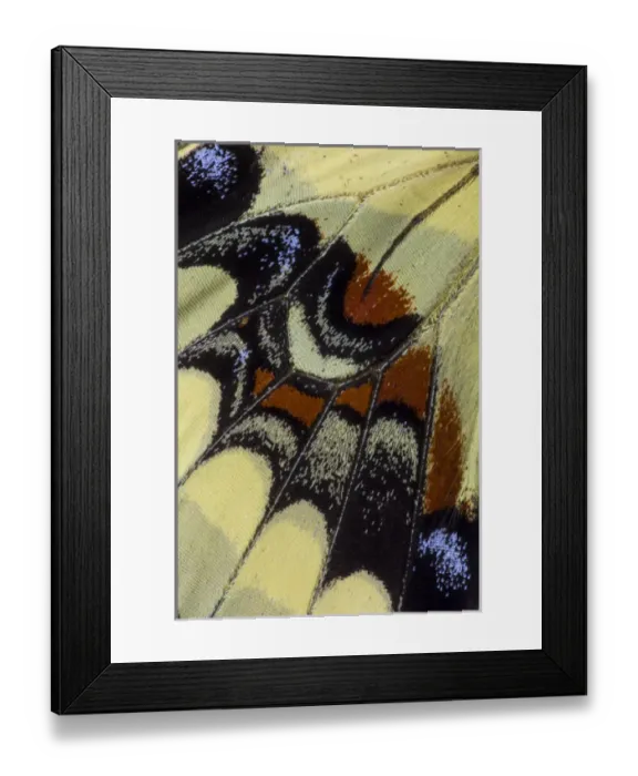 Framed Print : Close-up detail Wing Pattern of Tropical Butterfly