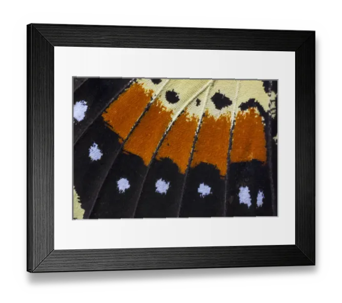 Framed Print : Close-up detail Wing Pattern of Tropical Butterfly Framed Print : Close-up detail Wing Pattern of Tropical Butterfly