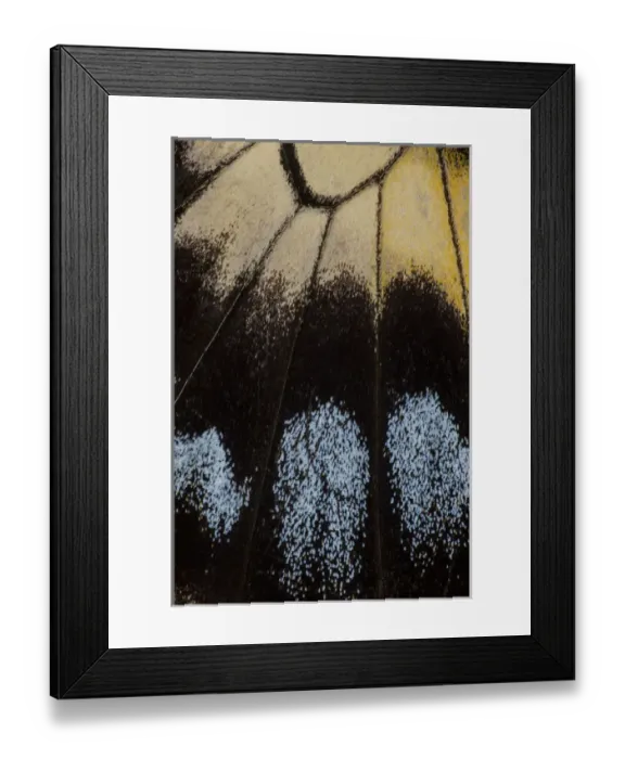 Framed Print : Close-up detail Wing Pattern of Tropical Butterfly Framed Print : Close-up detail Wing Pattern of Tropical Butterfly