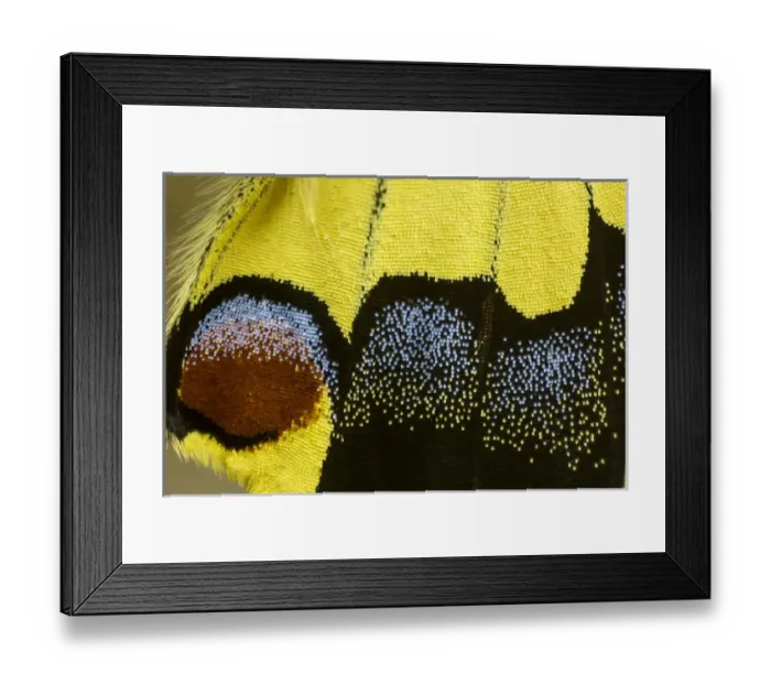 Framed Print : Close-up detail Wing Pattern of Tropical Butterfly Framed Print : Close-up detail Wing Pattern of Tropical Butterfly