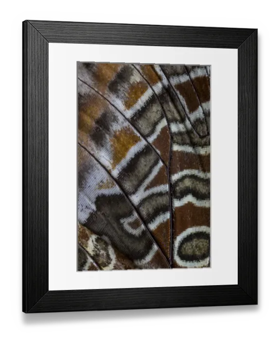 Framed Print : Close-up detail Wing Pattern of Tropical Butterfly