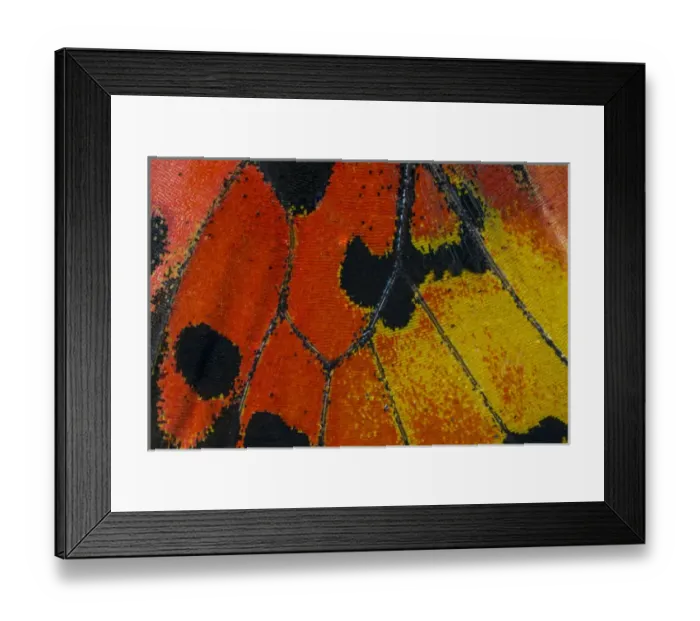 Framed Print : Close-up detail Wing Pattern of Tropical Butterfly