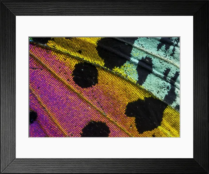 Framed Print : Close-up detail Wing Pattern of Tropical Butterfly