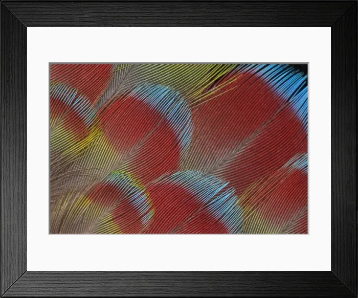 Framed Print : Hawk-headed Parrot feathers fanned out