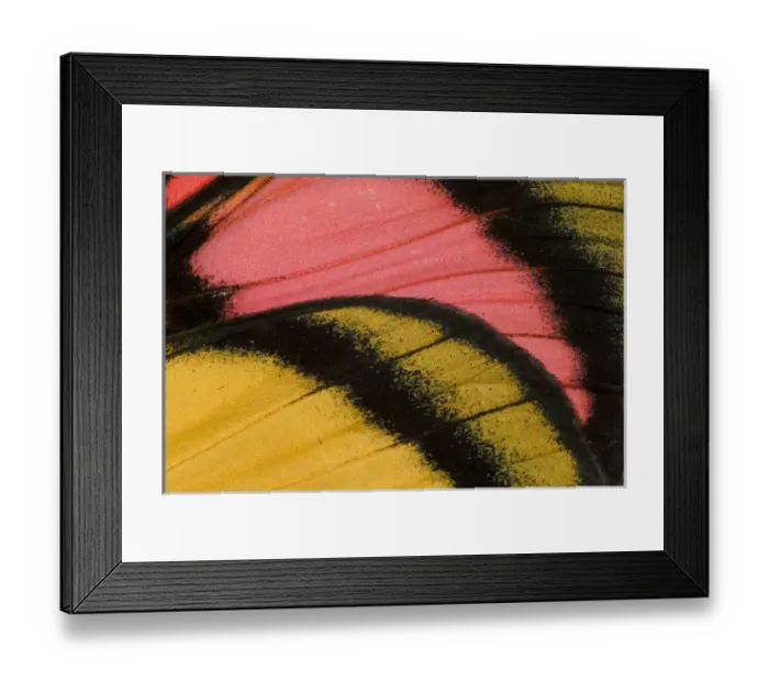 Framed Print : Close-up detail Wing Pattern of Tropical Butterfly