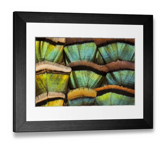 Framed Print : Oscellated Turkey feather pattern Framed Print : Oscellated Turkey feather pattern