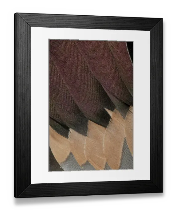 Framed Print : Northern Pintail Drake Wings fanned out Framed Print : Northern Pintail Drake Wings fanned out