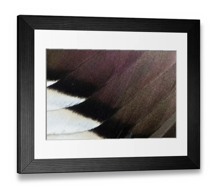 Framed Print : Northern Pintail Drake Wings fanned out Framed Print : Northern Pintail Drake Wings fanned out