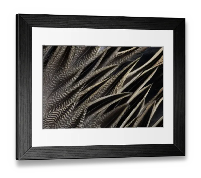 Framed Print : Back feathers of the Northern Pintail Duck
