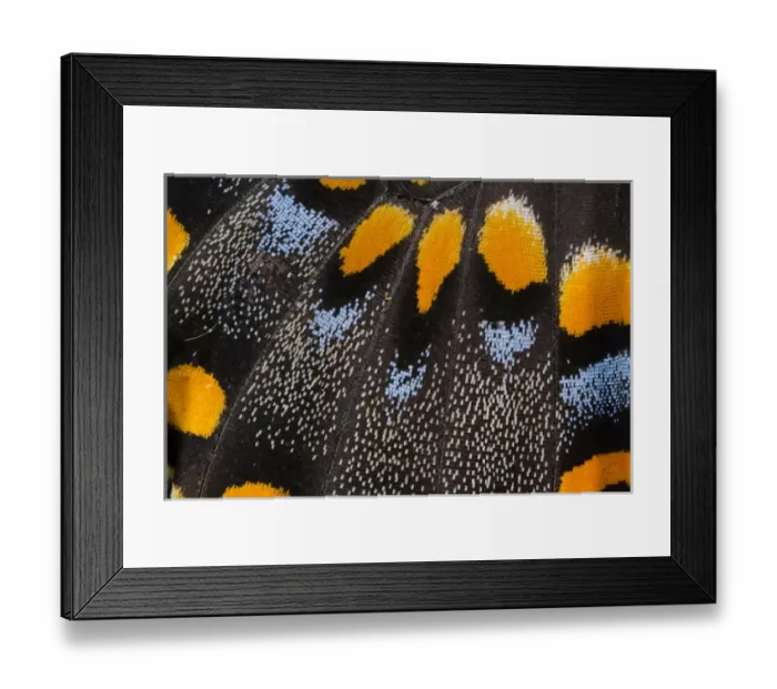 Framed Print : Close-up detail Wing Pattern of Butterfly Framed Print : Close-up detail Wing Pattern of Butterfly