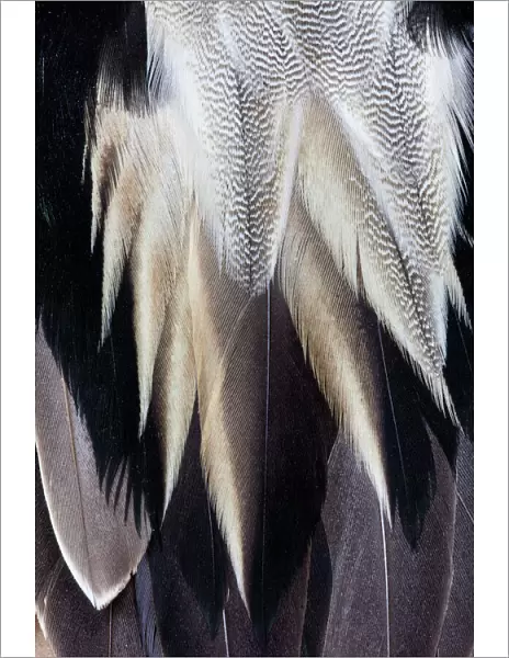 Back feathers of the Northern Pintail Duck