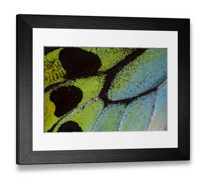 Framed Print : Close-up detail Wing Pattern of Tropical Butterfly Framed Print : Close-up detail Wing Pattern of Tropical Butterfly