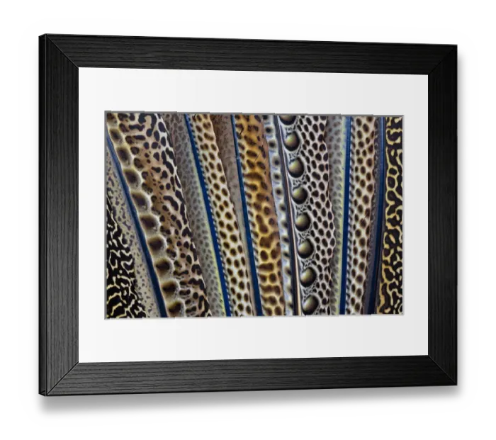 Framed Print : Argus Pheasant Wing Feathers Fanned out Framed Print : Argus Pheasant Wing Feathers Fanned out