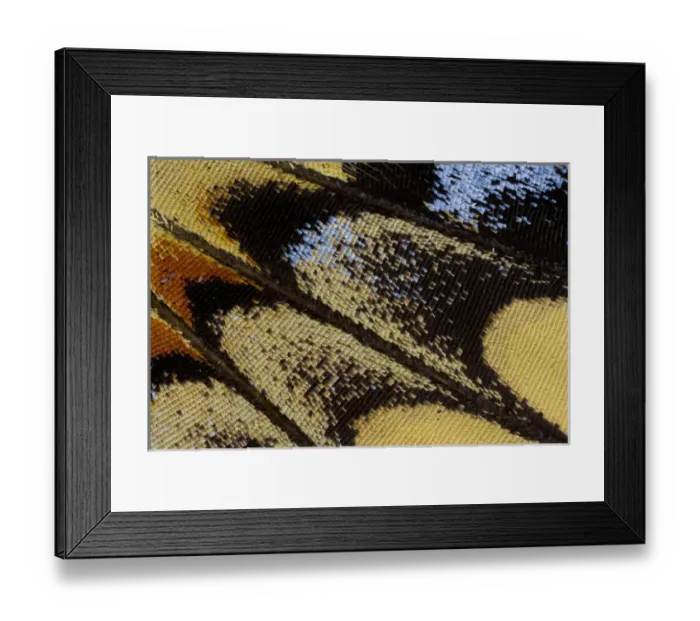 Framed Print : Close-up detail Wing Pattern of Butterfly Framed Print : Close-up detail Wing Pattern of Butterfly
