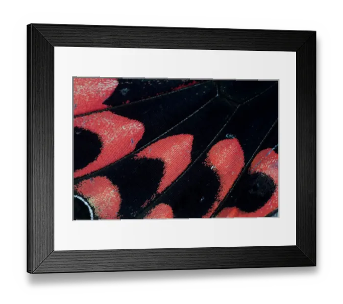 Framed Print : Close-up detail Wing Pattern of Tropical Butterfly Framed Print : Close-up detail Wing Pattern of Tropical Butterfly