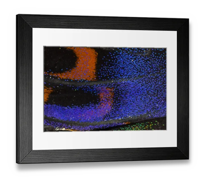 Framed Print : Close-up detail Wing Pattern of Tropical Butterfly Framed Print : Close-up detail Wing Pattern of Tropical Butterfly