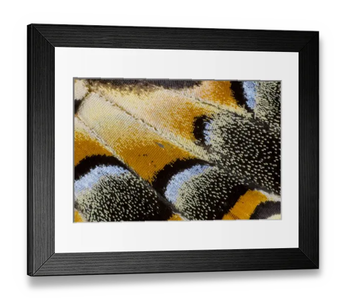 Framed Print : Close-up detail Wing Pattern of Tropical Butterfly Framed Print : Close-up detail Wing Pattern of Tropical Butterfly
