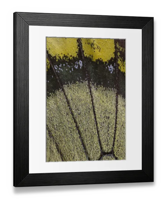 Framed Print : Close-up detail Wing Pattern of Tropical Butterfly Framed Print : Close-up detail Wing Pattern of Tropical Butterfly