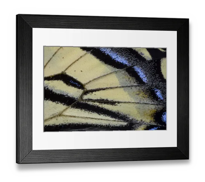 Framed Print : Close-up detail Wing Pattern of Tropical Butterfly Framed Print : Close-up detail Wing Pattern of Tropical Butterfly