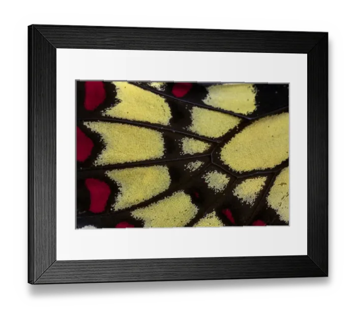 Framed Print : Close-up detail Wing Pattern of Tropical Butterfly Framed Print : Close-up detail Wing Pattern of Tropical Butterfly