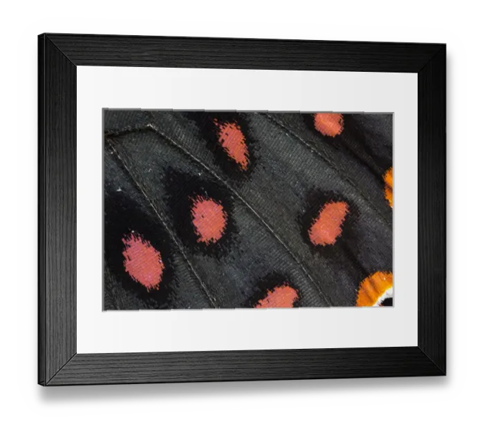 Framed Print : Close-up detail Wing Pattern of Tropical Butterfly Framed Print : Close-up detail Wing Pattern of Tropical Butterfly