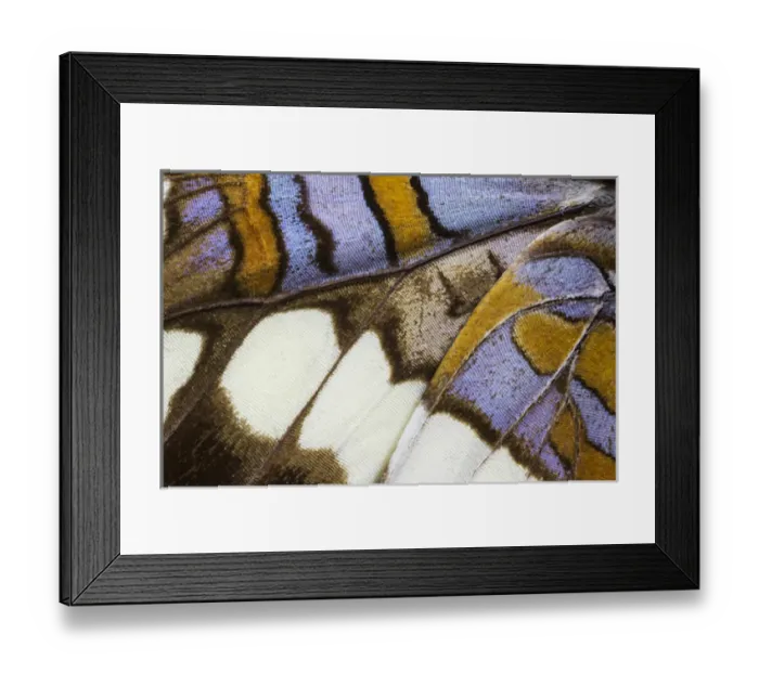 Framed Print : Close-up detail Wing Pattern of Tropical Butterfly Framed Print : Close-up detail Wing Pattern of Tropical Butterfly