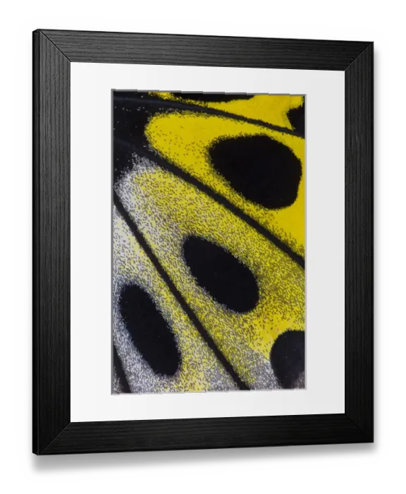 Framed Print : Close-up detail Wing Pattern of Tropical Butterfly Framed Print : Close-up detail Wing Pattern of Tropical Butterfly