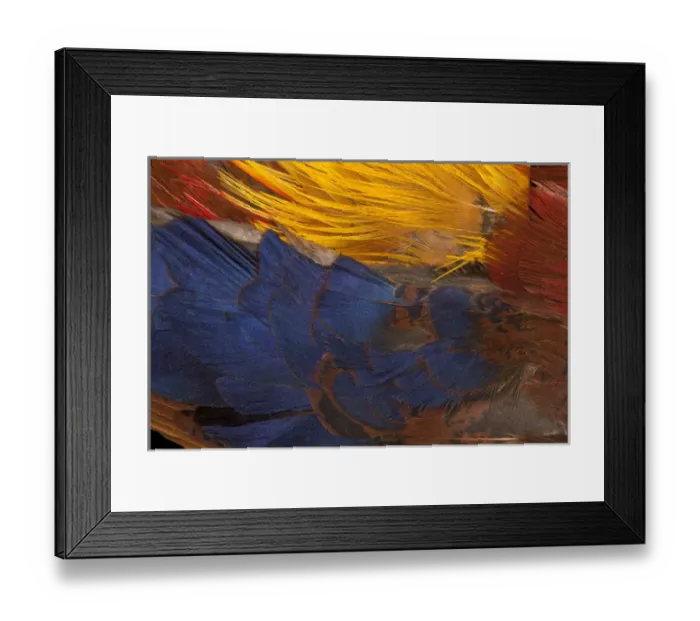Framed Print : Golden Pheasant feathers