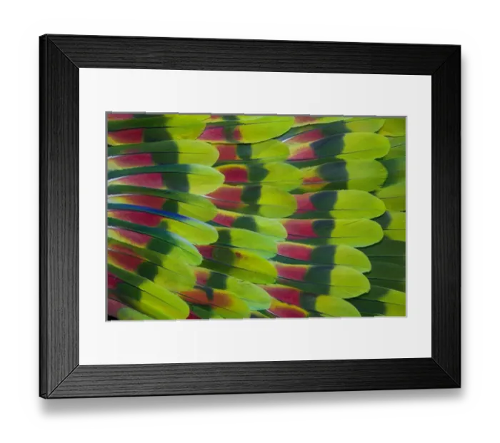 Framed Print : Amazon Parrot tail feathers