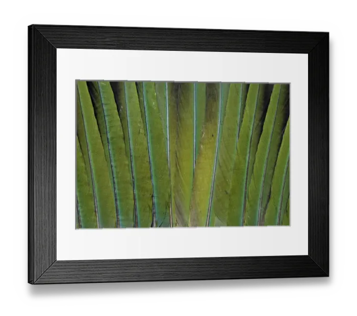 Framed Print : Tail feathers of the Patagonian Conure Framed Print : Tail feathers of the Patagonian Conure