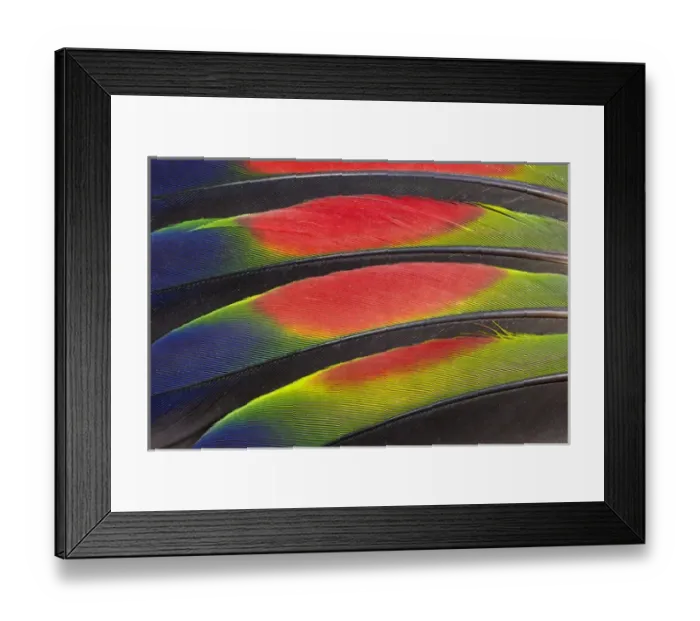 Framed Print : Colorful Wing Feathers of the Amazon Parrot Framed Print : Colorful Wing Feathers of the Amazon Parrot