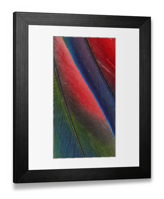 Framed Print : Tail feathers of the Blueheaded Pionus Framed Print : Tail feathers of the Blueheaded Pionus