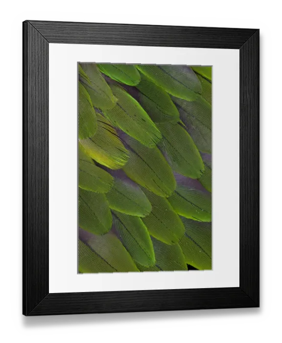 Framed Print : Green feathers of the Caique Parrot Framed Print : Green feathers of the Caique Parrot
