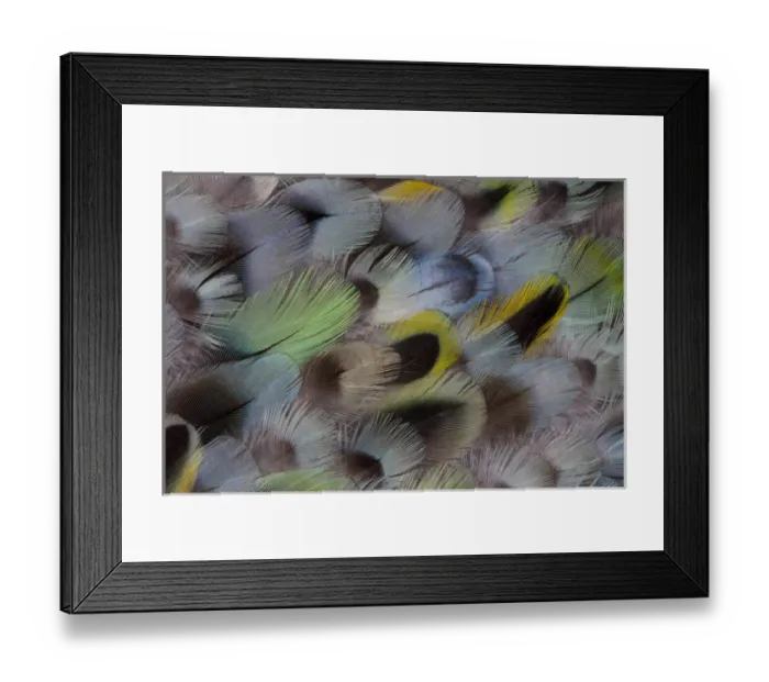 Framed Print : Rosella feather design Framed Print : Rosella feather design