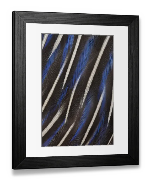 Framed Print : Beautiful breast feathers of the Vulturine Guineafowl Framed Print : Beautiful breast feathers of the Vulturine Guineafowl