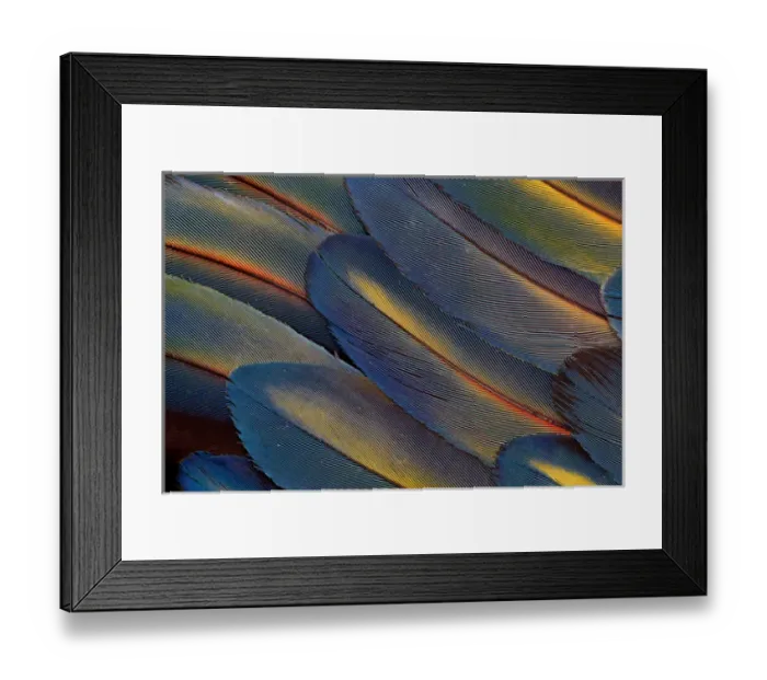 Framed Print : Wing Feathers Fanned out Scarlet Macaw Framed Print : Wing Feathers Fanned out Scarlet Macaw