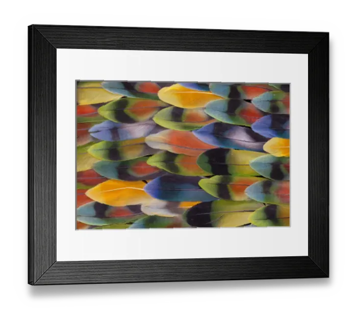 Framed Print : Lovebird tail feathers in multicolored display Framed Print : Lovebird tail feathers in multicolored display