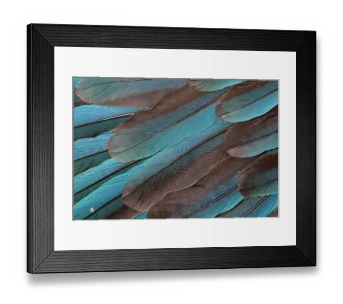 Framed Print : Kingfisher Wing Feathers Framed Print : Kingfisher Wing Feathers