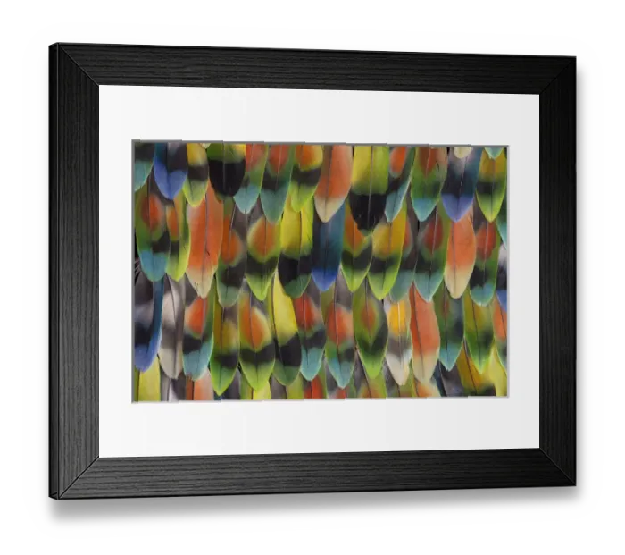 Framed Print : Lovebird tail feathers in multicolored display