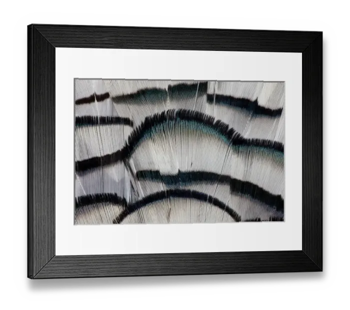 Framed Print : Silver Pheasant fanned out feathers Framed Print : Silver Pheasant fanned out feathers
