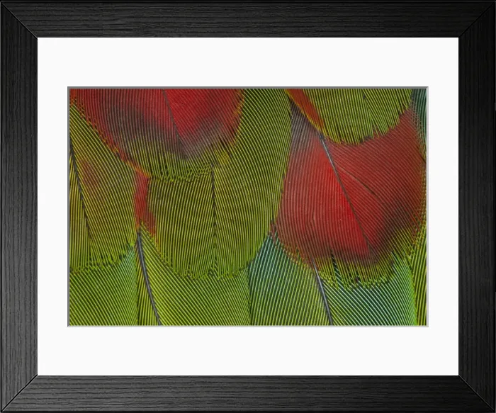 Framed Print : Breast feathers of Harlequin Macaw