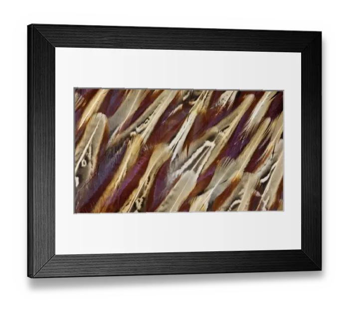 Framed Print : Ring-necked Pheasant feather design Framed Print : Ring-necked Pheasant feather design