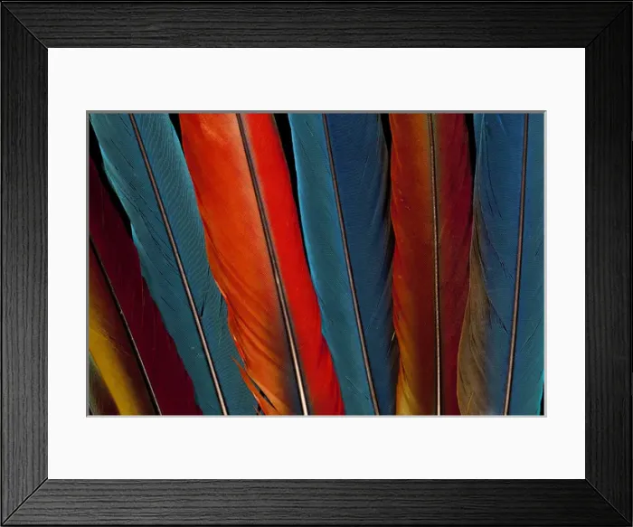 Framed Print : Scarlet, Military, Blue Gold Macaw tail feathers Framed Print : Scarlet, Military, Blue Gold Macaw tail feathers