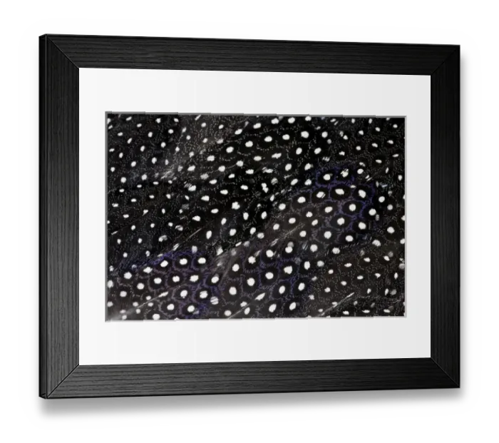Framed Print : Wing Feathers Helmeted Guineafowl Framed Print : Wing Feathers Helmeted Guineafowl