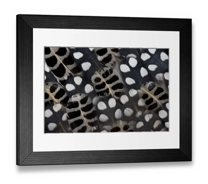 Framed Print : Spots of white on Mearns Quails feather design Framed Print : Spots of white on Mearns Quails feather design