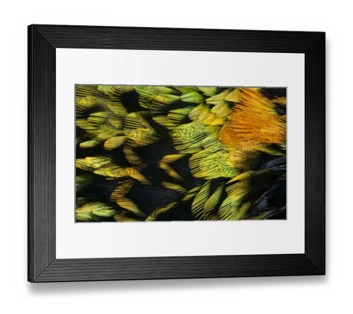 Framed Print : Saffron-crested Tanager breast feathers Framed Print : Saffron-crested Tanager breast feathers