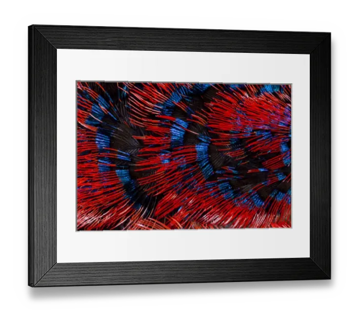 Framed Print : Scarlet Chested Sunbird Framed Print : Scarlet Chested Sunbird